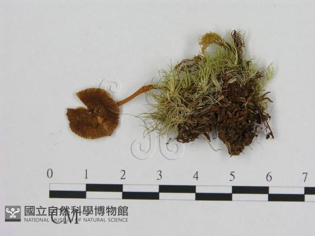 小菇屬藏品圖，第1張