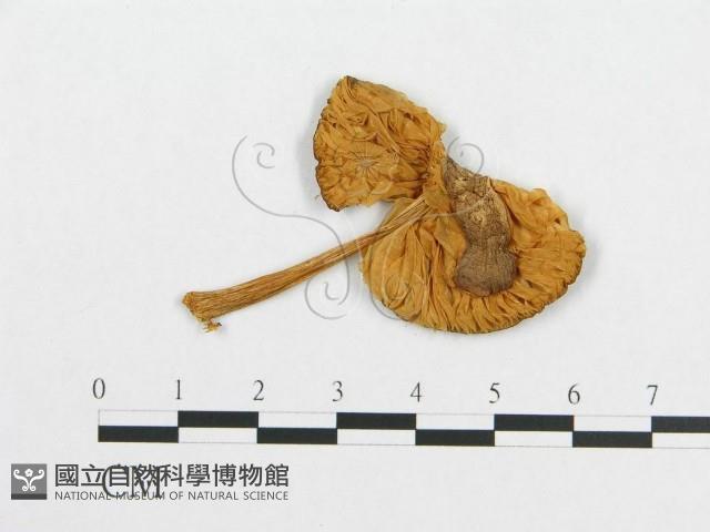 登錄號:F0012621藏品圖，第1張