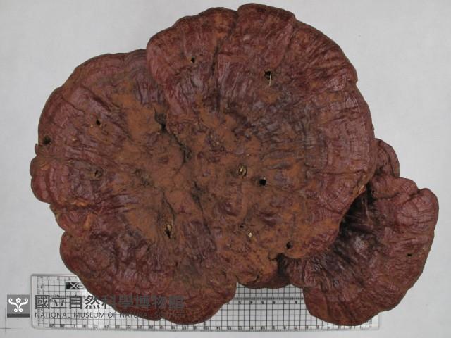 登錄號:F0032621藏品圖，第1張
