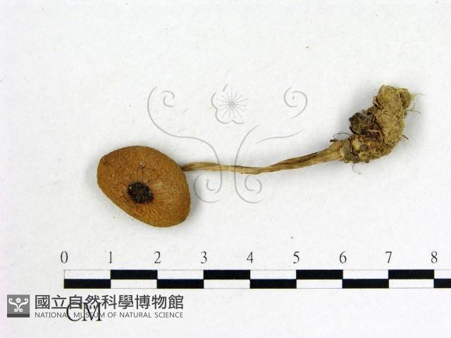 登錄號:F0007621藏品圖，第1張