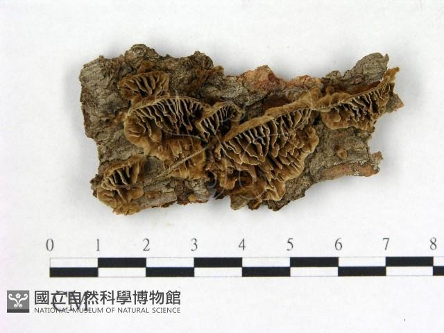 登錄號:F0017621藏品圖，第1張
