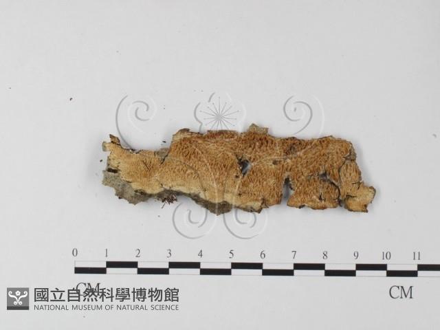 射脈菌屬藏品圖，第1張