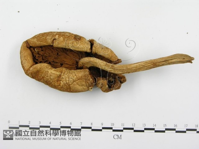 登錄號:F0005621藏品圖，第1張