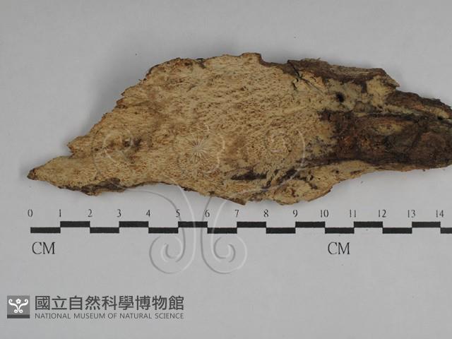 登錄號:F0029621藏品圖，第1張