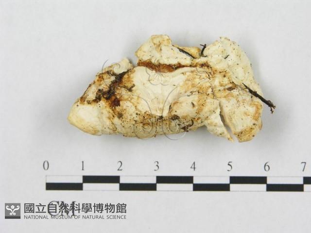 登錄號:F0009621藏品圖，第1張