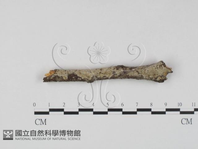 登錄號:F0023621藏品圖，第1張