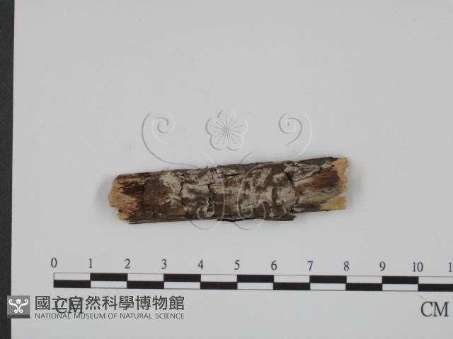 登錄號:F0013621藏品圖，第1張