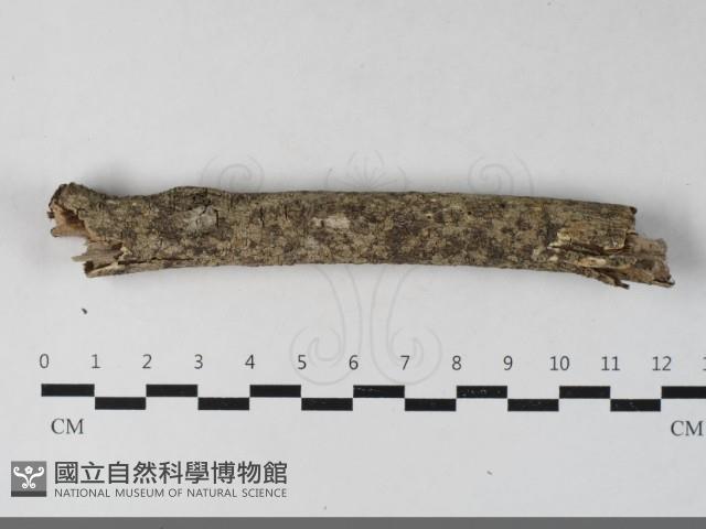 登錄號:F0033621藏品圖，第1張