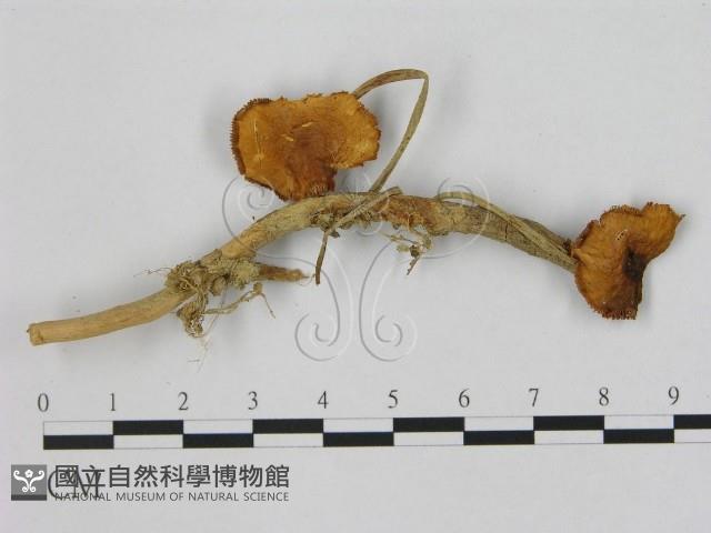 小皮傘屬藏品圖，第1張