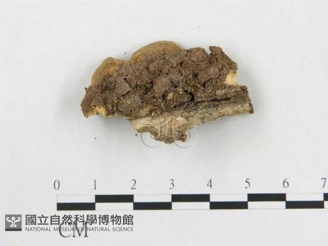 登錄號:F0020421藏品圖，第1張