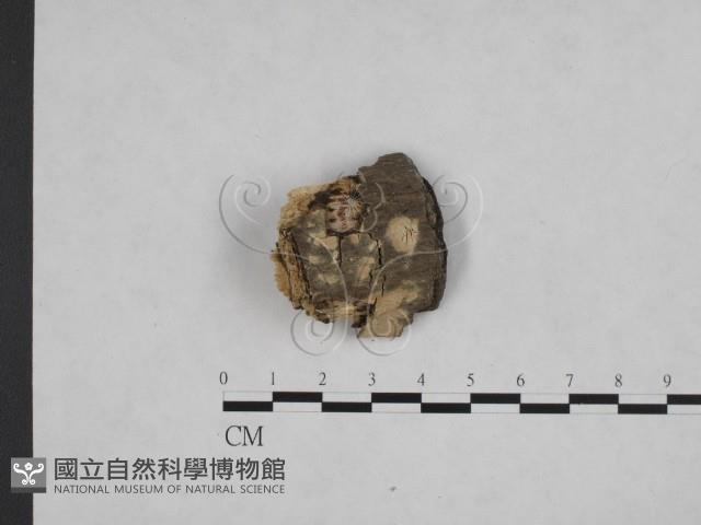 絲齒菌屬藏品圖，第1張