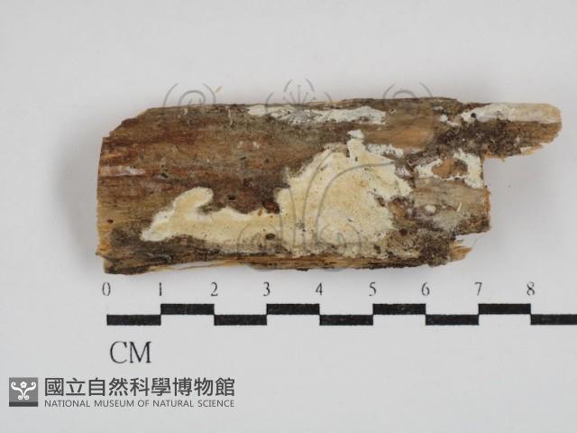 登錄號:F0030421藏品圖，第1張