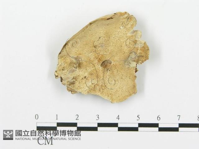 登錄號:F0006421藏品圖，第1張