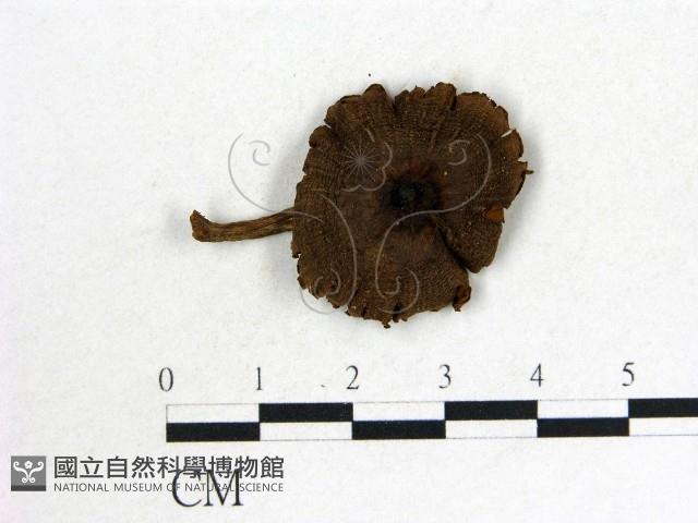 登錄號:F0016421藏品圖，第1張