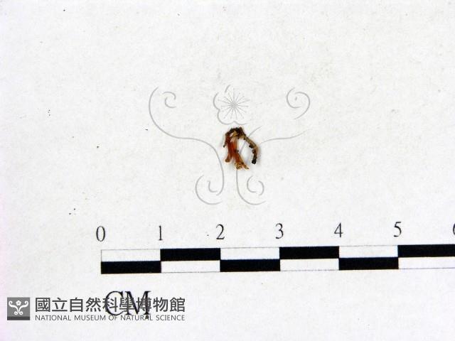 登錄號:F0001421藏品圖，第1張