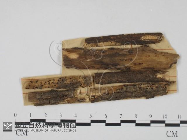 登錄號:F0011421藏品圖，第1張
