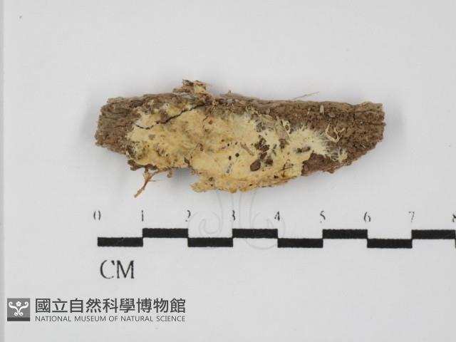 顯絲菌屬藏品圖，第1張