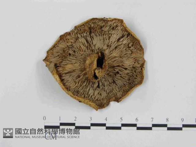 登錄號:F0014421藏品圖，第1張