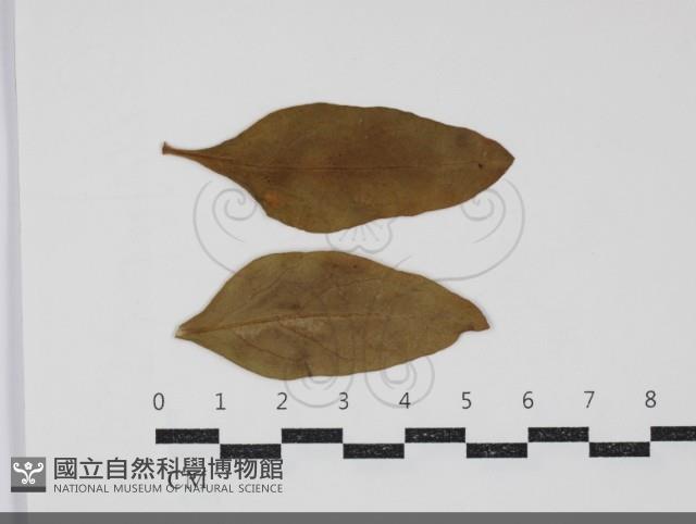 登錄號:F0034421藏品圖，第1張