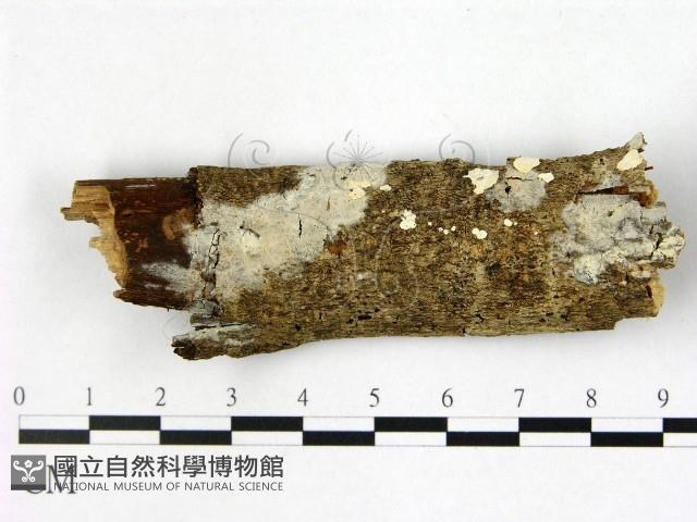 登錄號:F0022421藏品圖，第1張