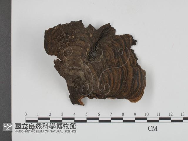 登錄號:F0002421藏品圖，第1張
