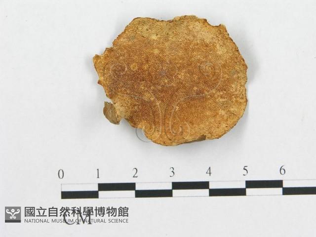 登錄號:F0012421藏品圖，第1張