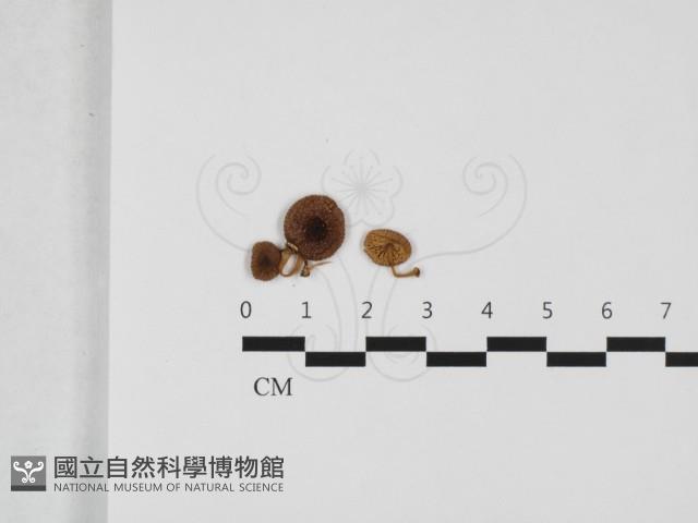 登錄號:F0032421藏品圖，第1張