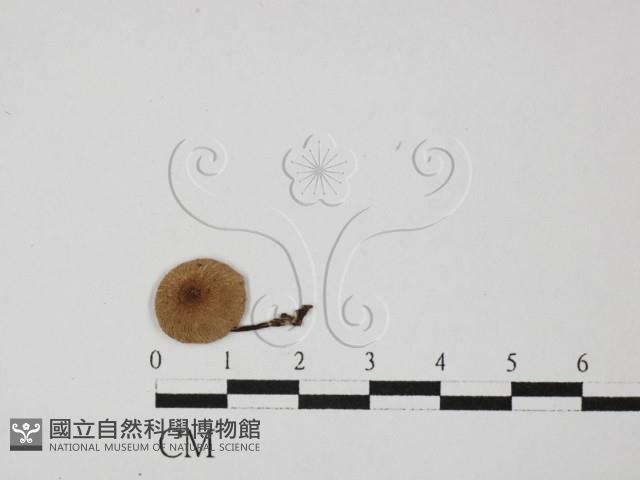 登錄號:F0027421藏品圖，第1張