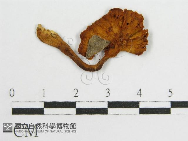登錄號:F0005421藏品圖，第1張