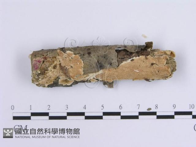 登錄號:F0015421藏品圖，第1張