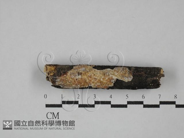 登錄號:F0029421藏品圖，第1張