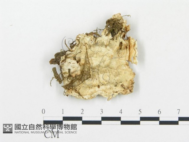 登錄號:F0009421藏品圖，第1張