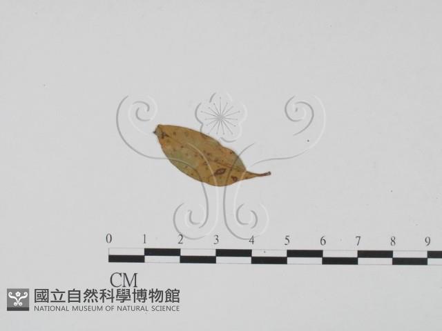 登錄號:F0019421藏品圖，第1張