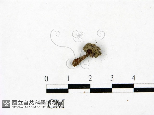 登錄號:F0023421藏品圖，第1張