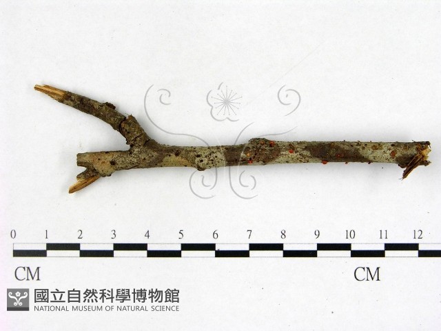登錄號:F0003421藏品圖，第1張