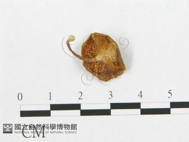 登錄號:F0013421藏品圖，第1張