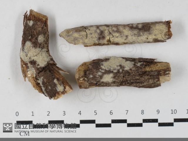 登錄號:F0033421藏品圖，第1張