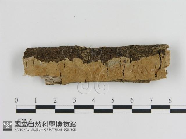 刺皮菌屬藏品圖，第1張