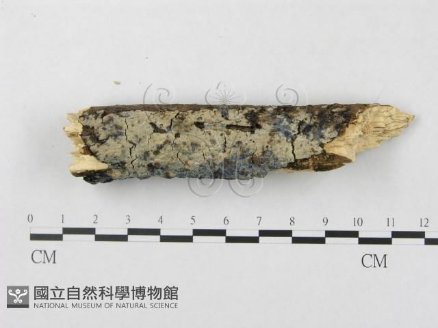 登錄號:F0018721藏品圖，第1張