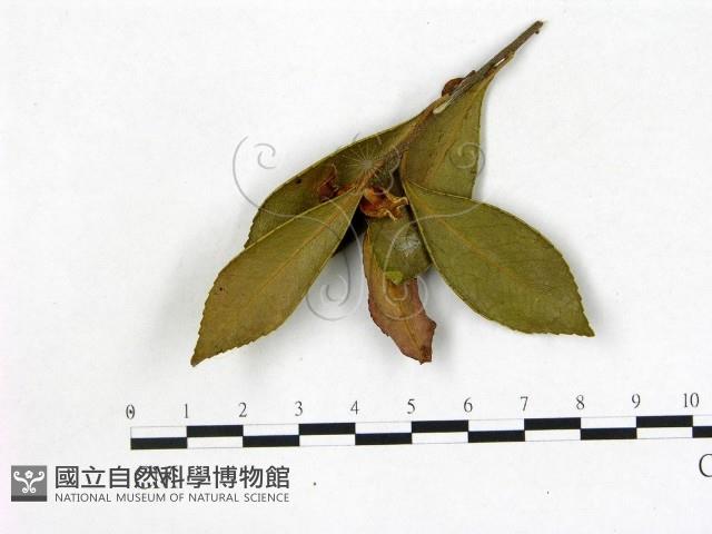 登錄號:F0020721藏品圖，第1張