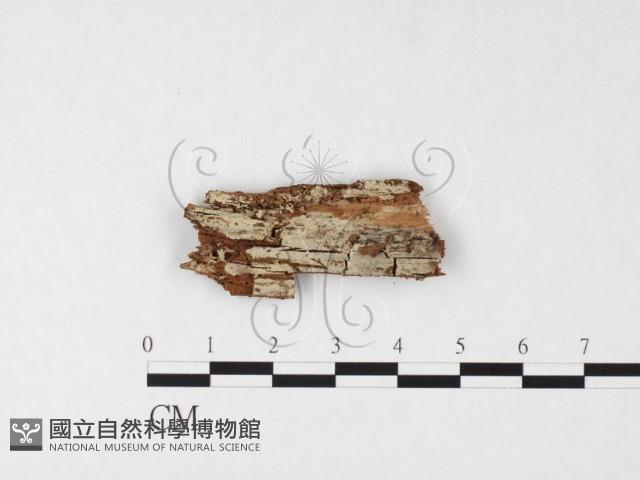 登錄號:F0026721藏品圖，第1張