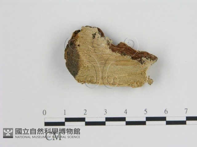 登錄號:F0006721藏品圖，第1張