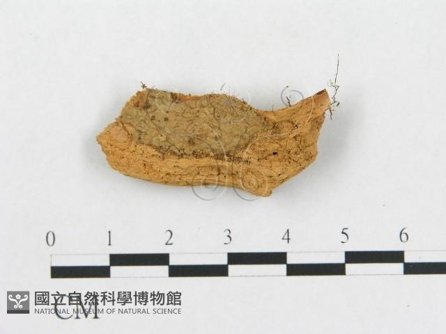 登錄號:F0016721藏品圖，第1張