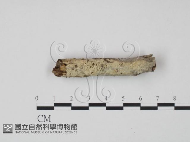 剛毛絲皮菌藏品圖，第1張