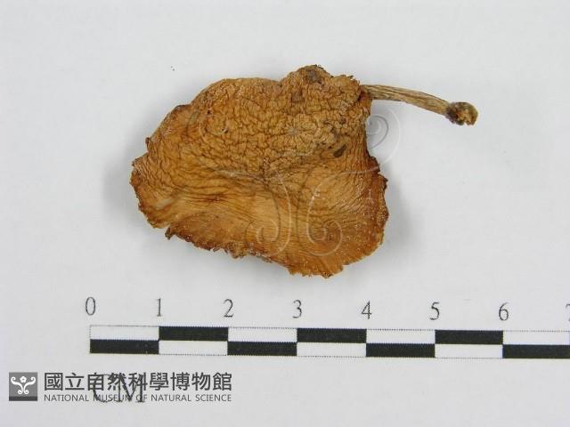 登錄號:F0001721藏品圖，第1張