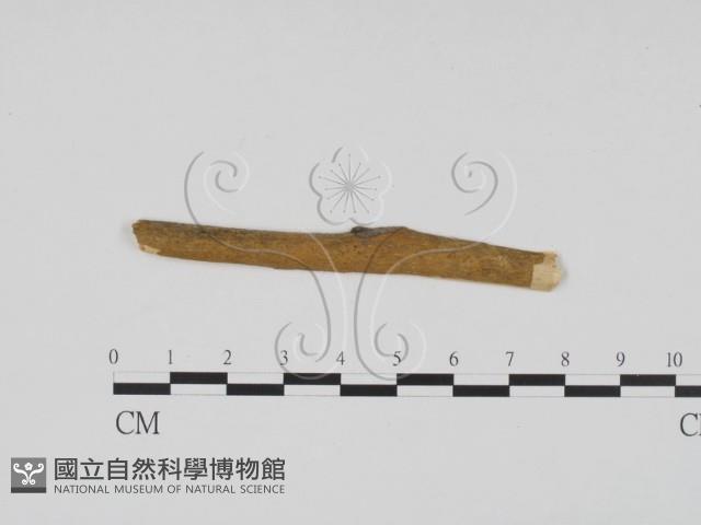 登錄號:F0011721藏品圖，第1張