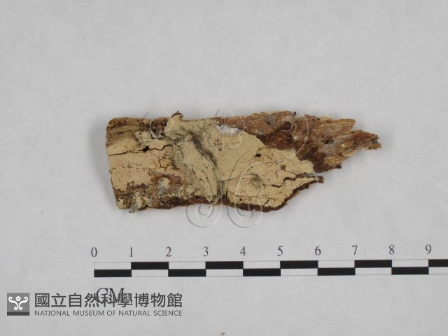 登錄號:F0024721藏品圖，第1張