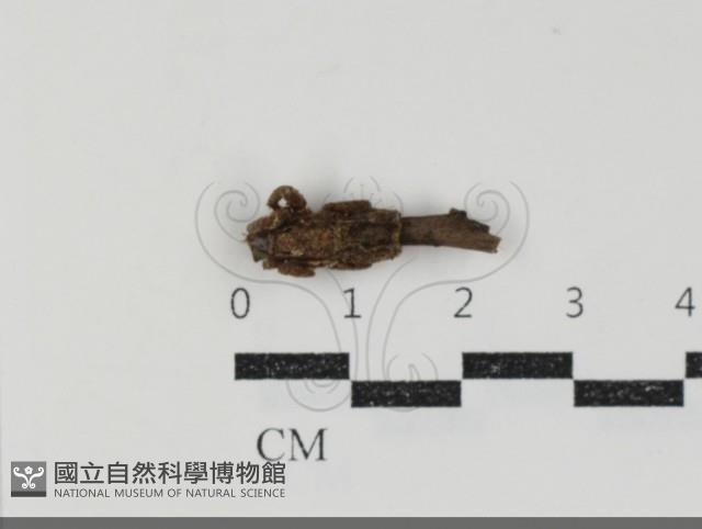 登錄號:F0034721藏品圖，第1張