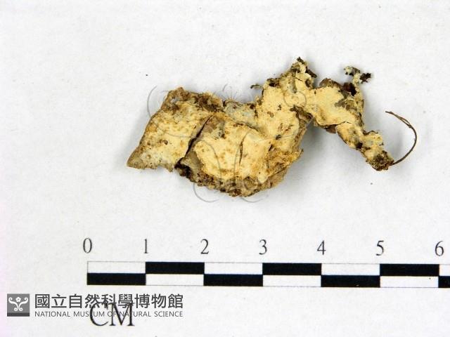 絲齒菌屬藏品圖，第1張