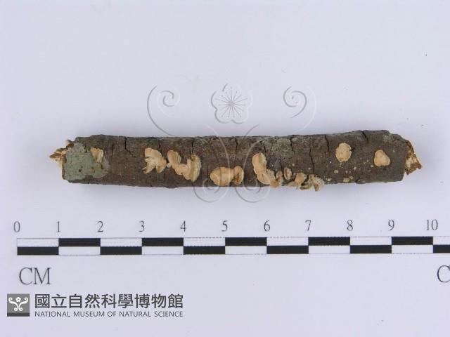 登錄號:F0002721藏品圖，第1張